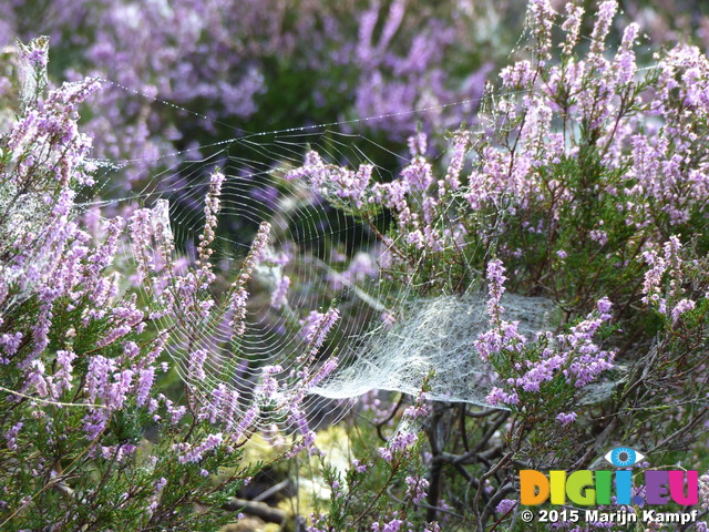 FZ020333 Dew on spiderwebs in heather (Calluna vulgaris)